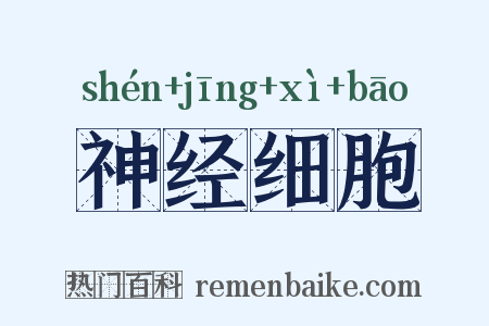 神经细胞是什么意思的图片